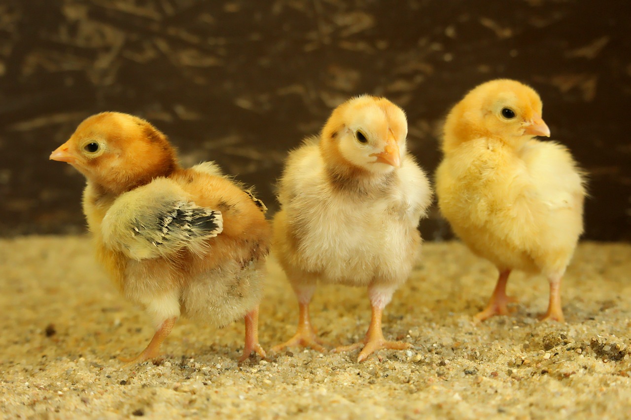 a group of small chickens standing next to each other, flickr, hatching, 1024x1024, video, 7 7 7 7