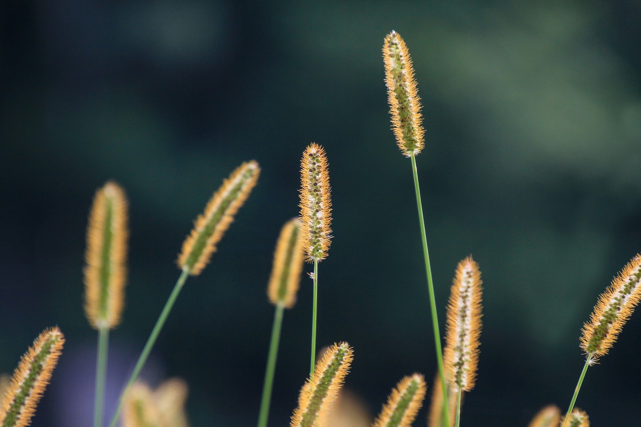a close up of some grass with a blurry background, naturalism, samson pollen, 7 0 mm photo