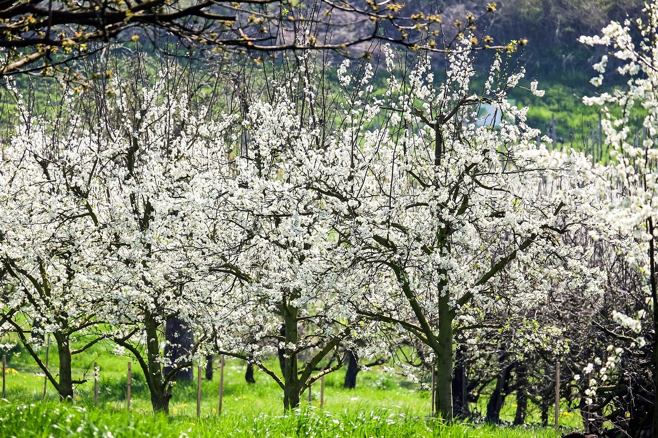 a bunch of trees that are in the grass, a stock photo, by Hans Fischer, cherry blosom trees, italy, close up of iwakura lain, 💣 💥💣 💥