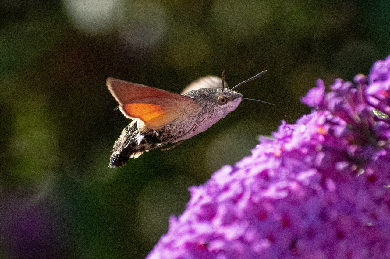 a humming - moth hovering over a purple flower, shot from roofline, high res, truncated snout under visor, 2 0 2 1