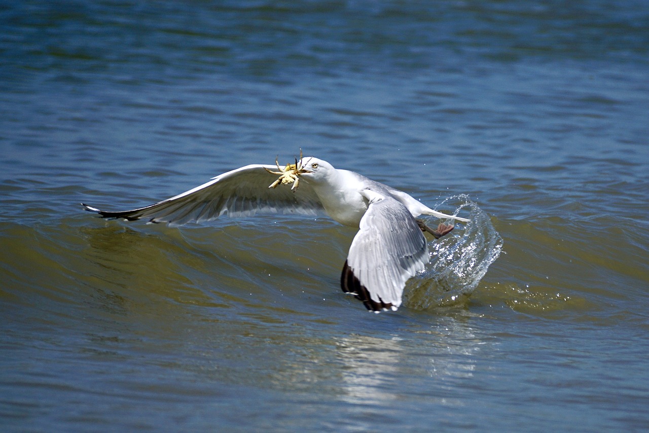 a seagull flying over a wave in the ocean, a photo, arabesque, eating, crab, the harpoon is sharp, savannah