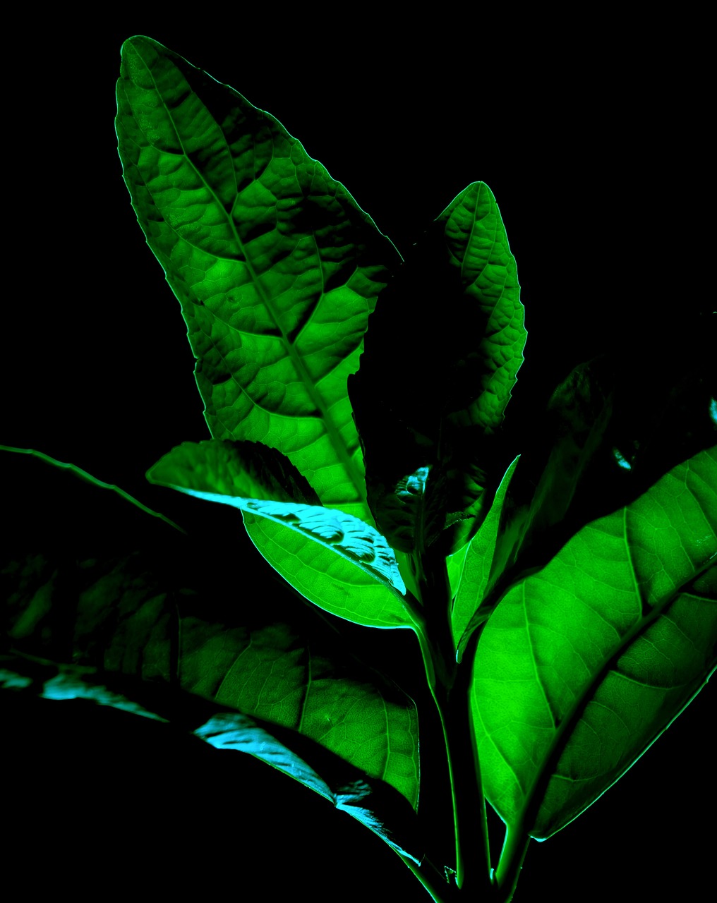 a close up of a plant with green leaves, a macro photograph, digital art, glowing in the dark, chewing tobacco, night time dark with neon colors, high contrast light and shadows