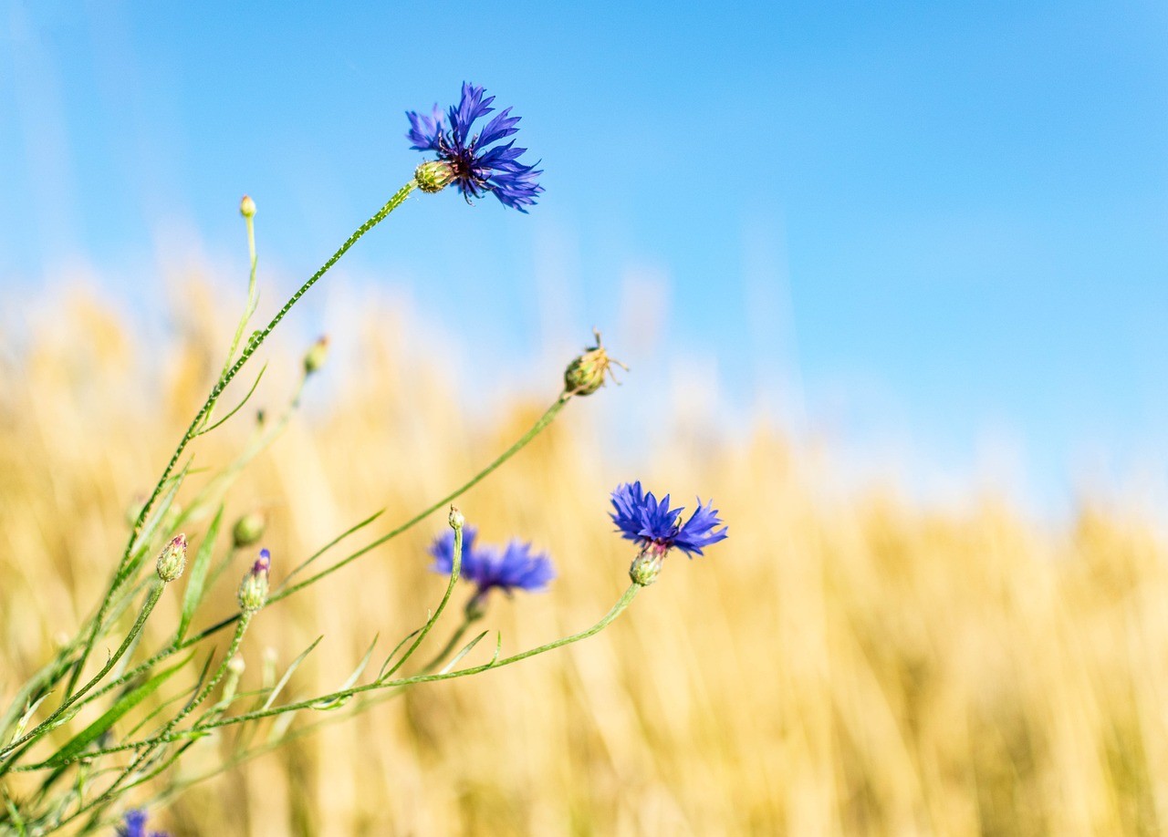 a close up of some blue flowers in a field, a picture, by Niko Henrichon, shutterstock, empty wheat field, on a bright day, high quality details, hay