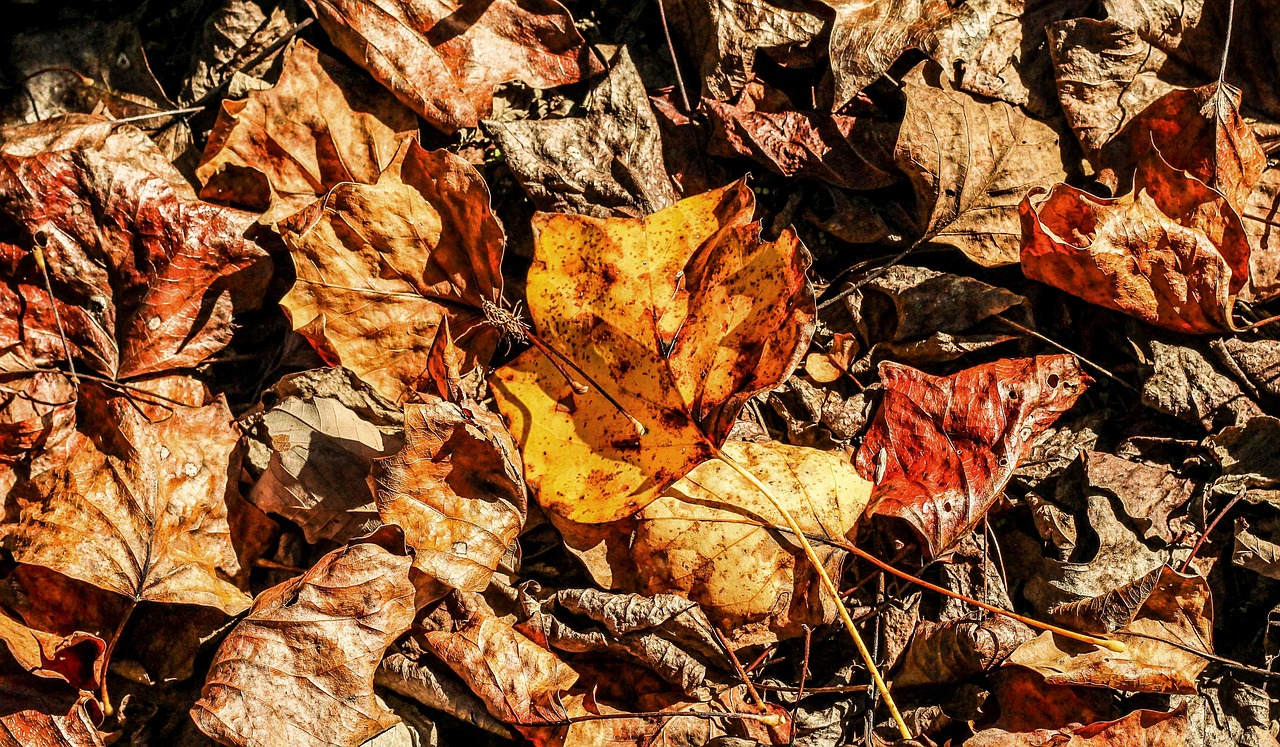 a close up of a leaf on the ground, decaying rich colors!, yellows and reddish black, various posed, in the sun