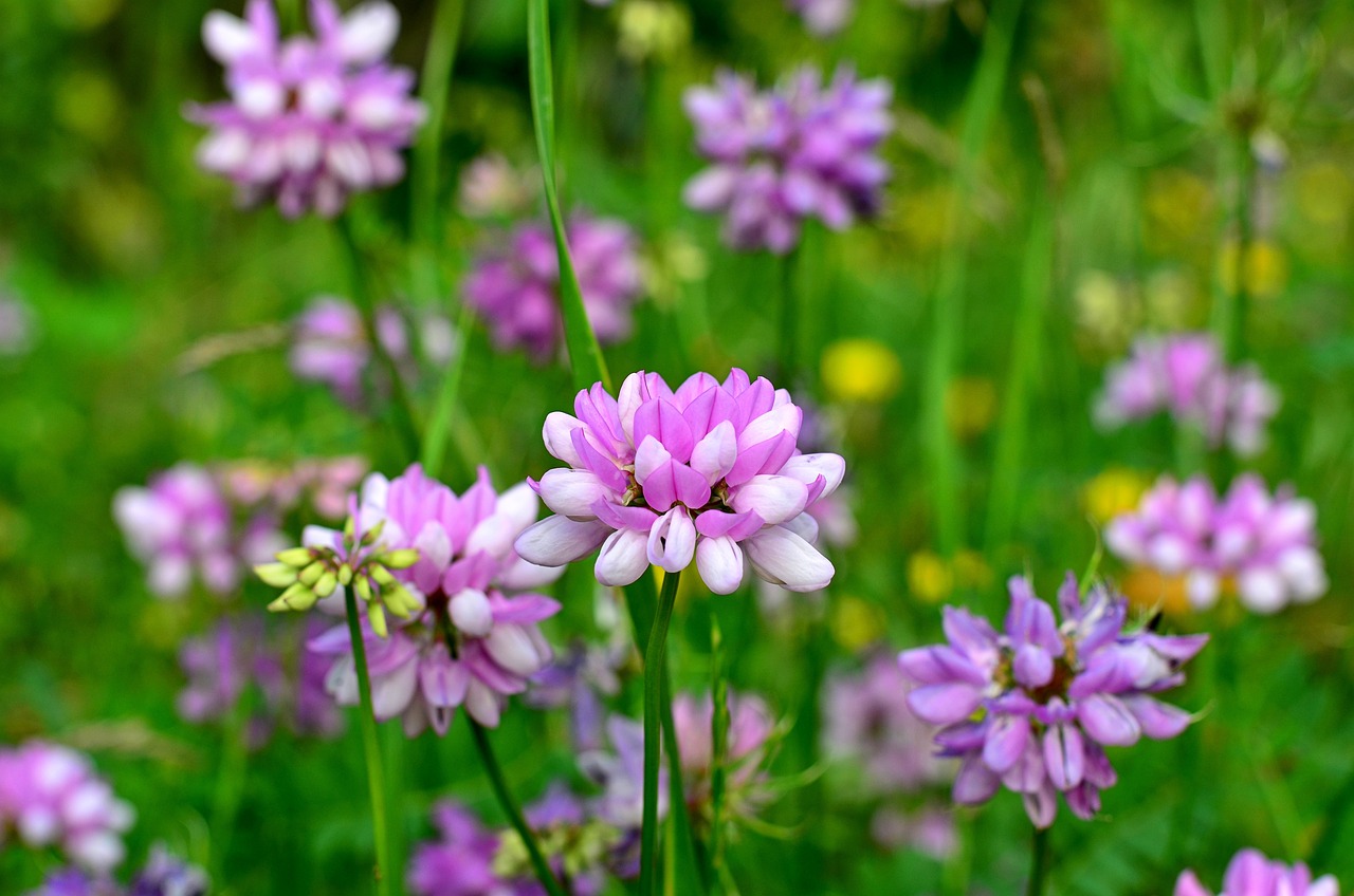 a bunch of purple and white flowers in a field, a portrait, clover, with soft pink colors, stella alpina flower, beans