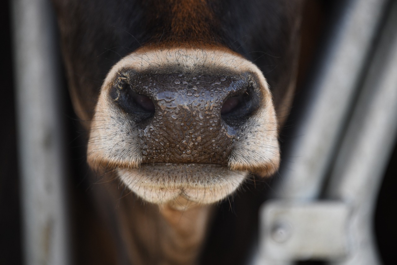 a close up of the nose of a cow, photograph credit: ap