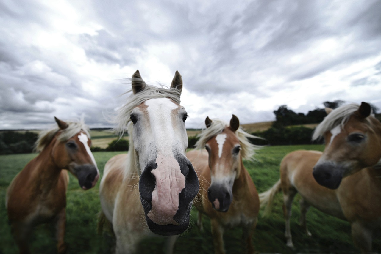 a group of horses standing on top of a lush green field, a picture, by Dave Allsop, pixabay, photorealism, selfie shot straight on angle, horse whiskers, on a cloudy day, very low angle photograph