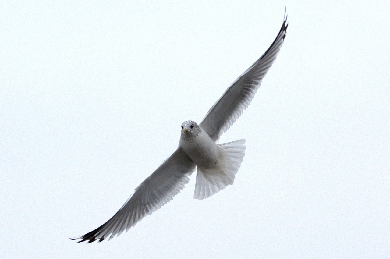 a white bird is flying in the sky, a portrait, by David Budd, flickr, grey, birdeye, sharpness, white head