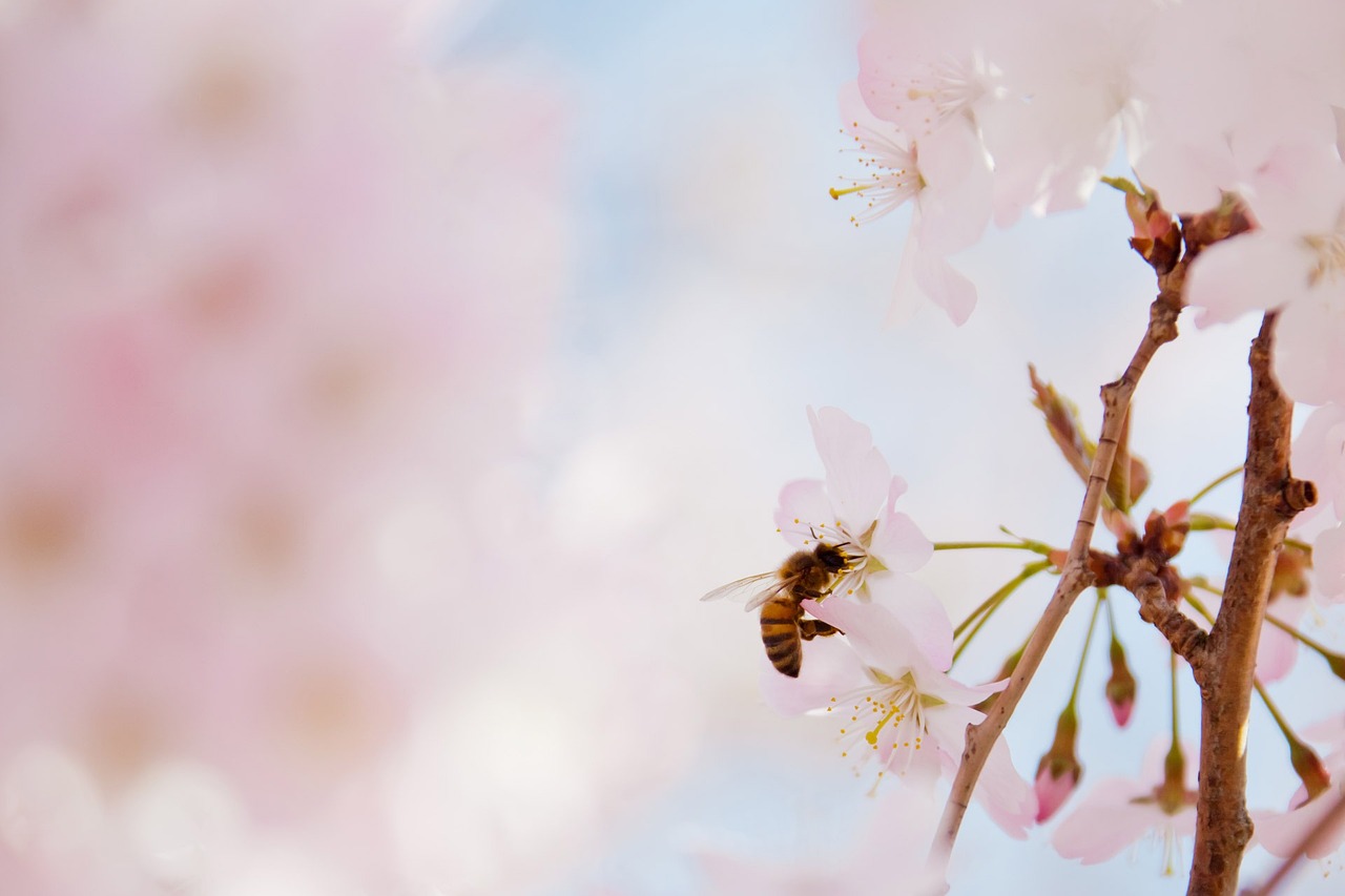 a bee sitting on a branch of a cherry tree, a picture, by Niko Henrichon, shutterstock, pastel flowery background, heaven on earth, istockphoto, motivational