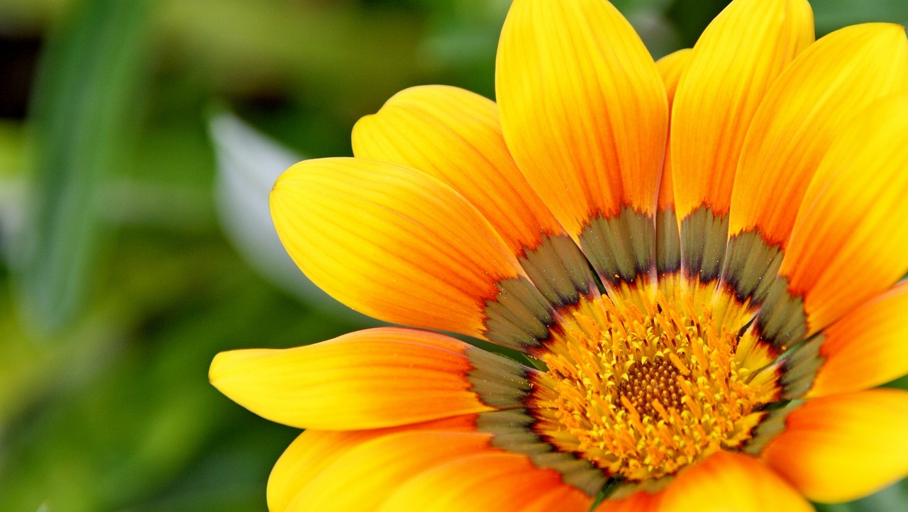 a close up of a yellow flower with green leaves in the background, a picture, by Hans Schwarz, vibrant orange, daisy, full of colour 8-w 1024, soft and detailed