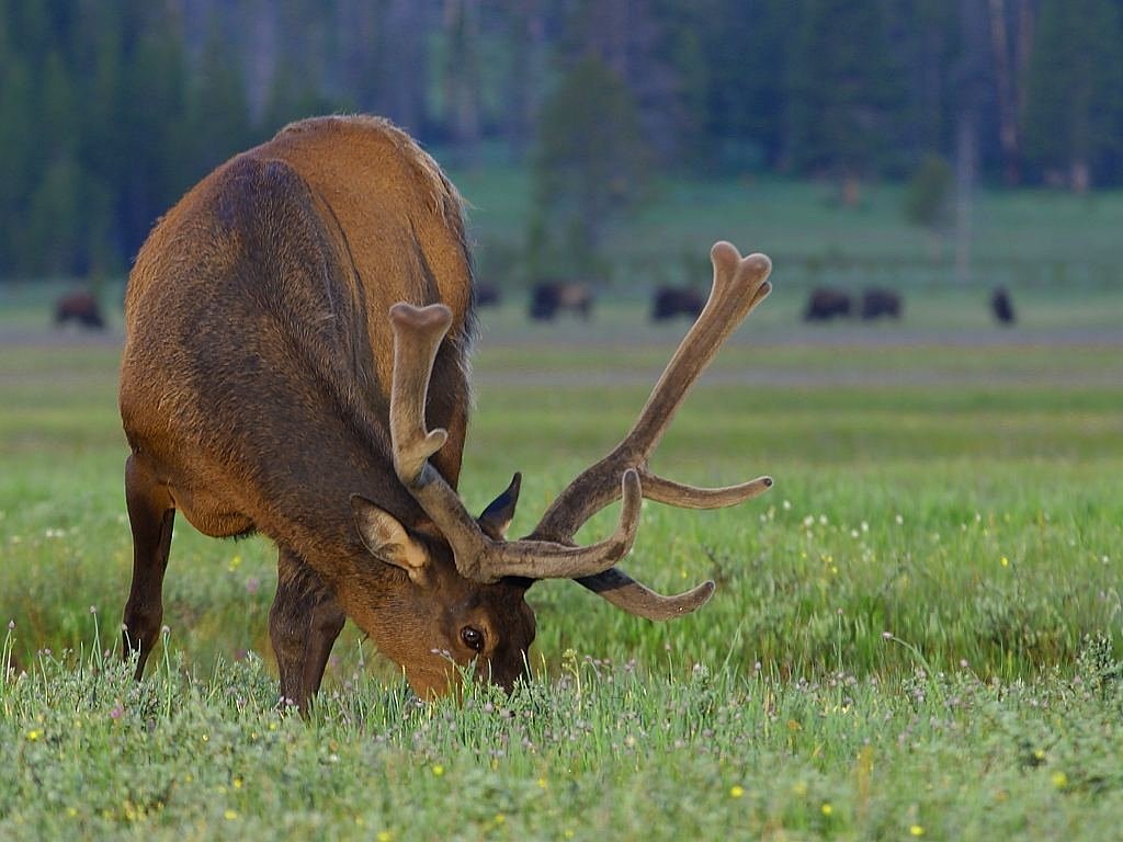 a large elk standing on top of a lush green field, eating, hd wallpaper, voluptuous male, today's featured photograph