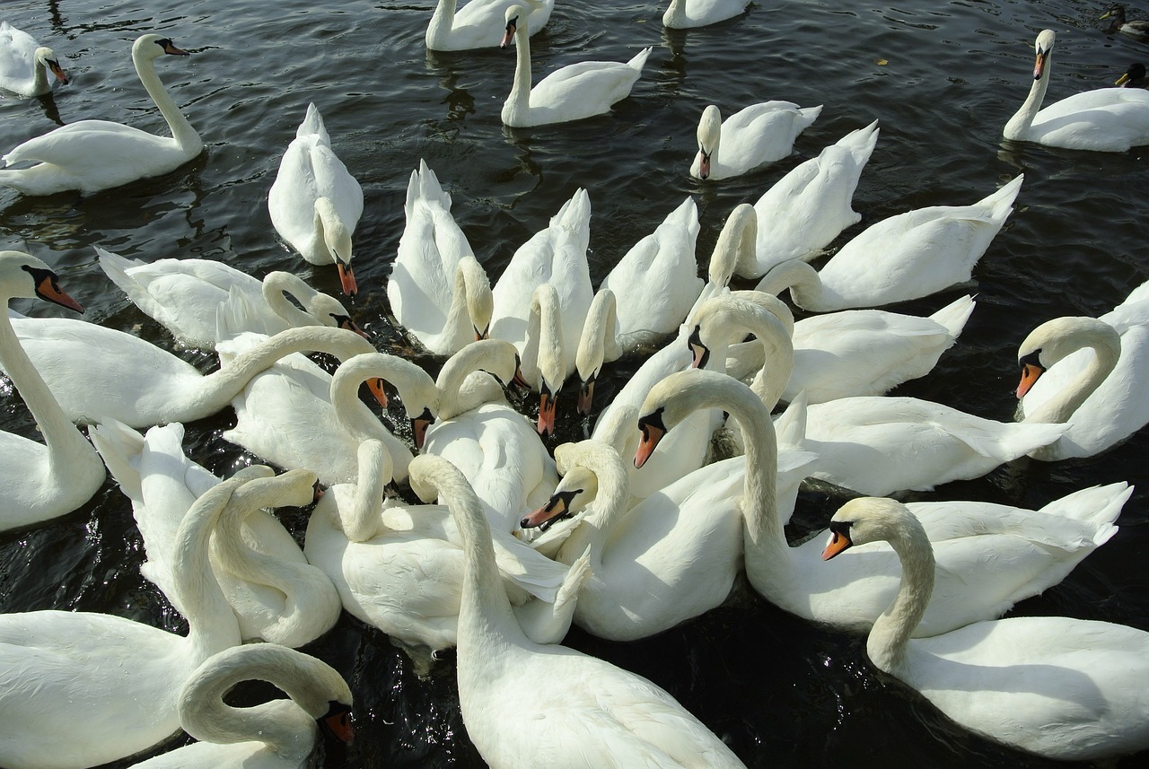 a large group of white swans in a body of water, a photo, renaissance, feathers ) wet, cut, very accurate photo, istock