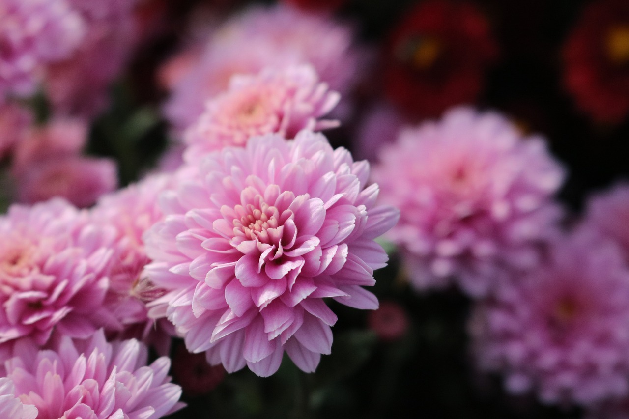 a close up of a bunch of pink flowers, a picture, by Yi Jaegwan, pexels, sōsaku hanga, chrysanthemum eos-1d, depth of field : - 2, version 3, 15081959 21121991 01012000 4k