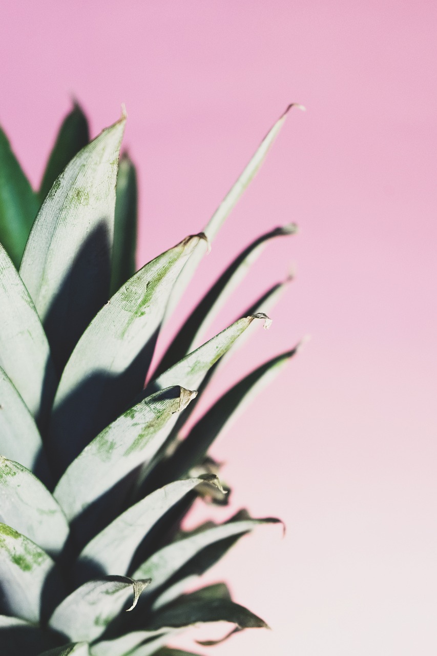 a close up of a pineapple on a pink background, by Matija Jama, trending on unsplash, aestheticism, background image, green plant, shot on superia 400 film stock, crisp photo