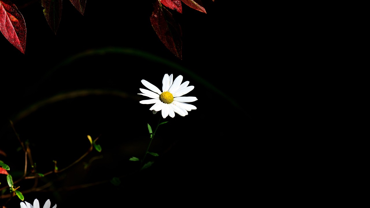 a close up of a flower with leaves in the background, minimalism, white moon and black background, colorful high contrast, chamomile, taken with canon eos 5 d