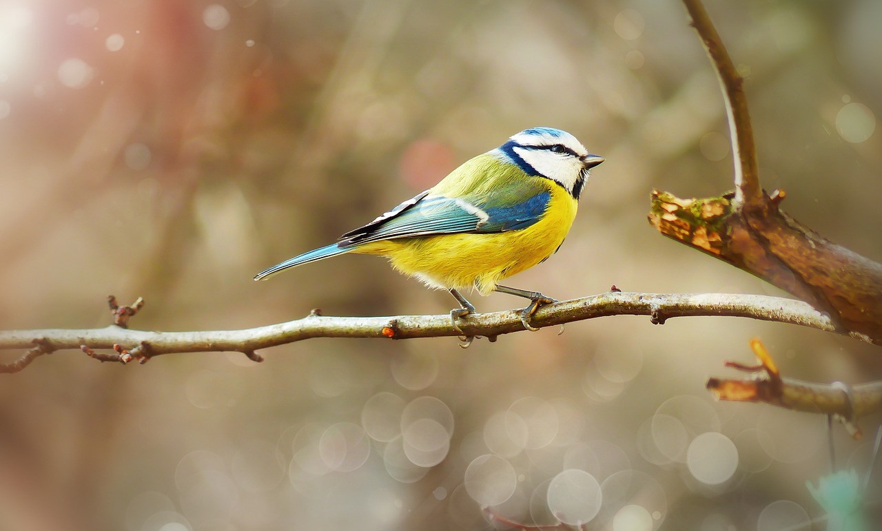 a small blue and yellow bird perched on a tree branch, a pastel, trending on pixabay, bokeh photo, bright vivid colours, style of titmouse animation, modern high sharpness photo