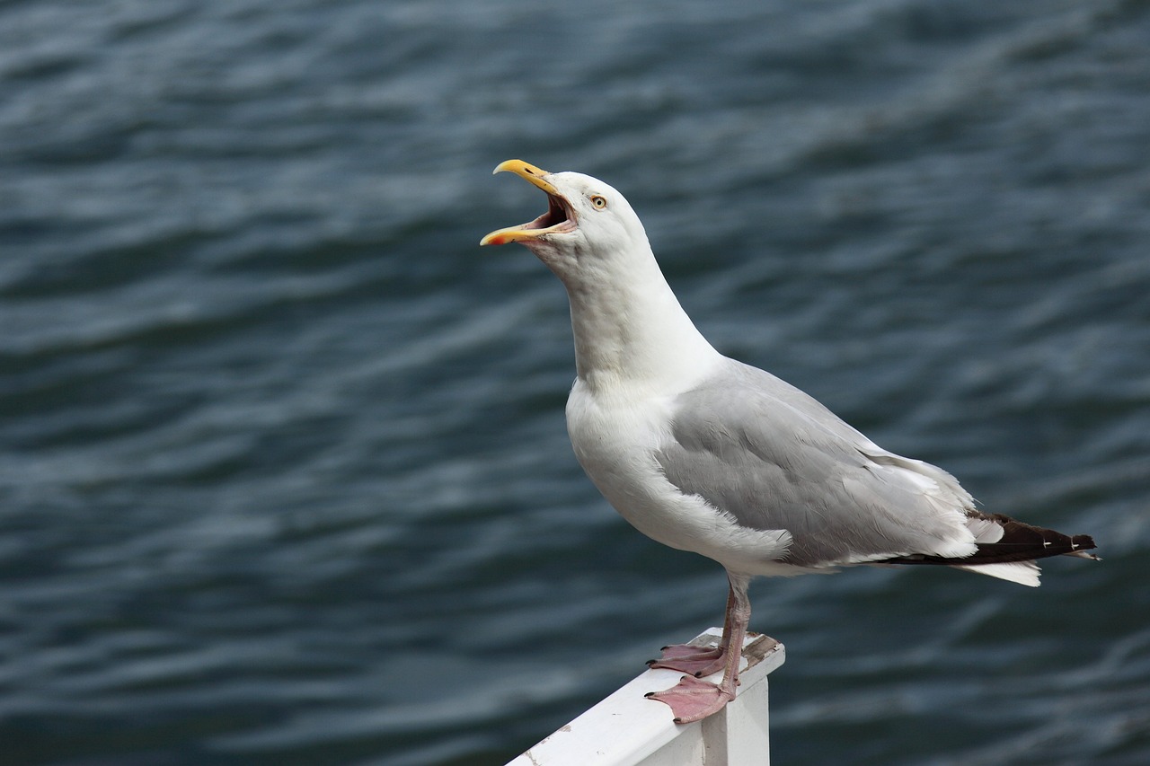 a seagull standing on a railing with its mouth open, shutterstock, nautical siren, singing, high res photo