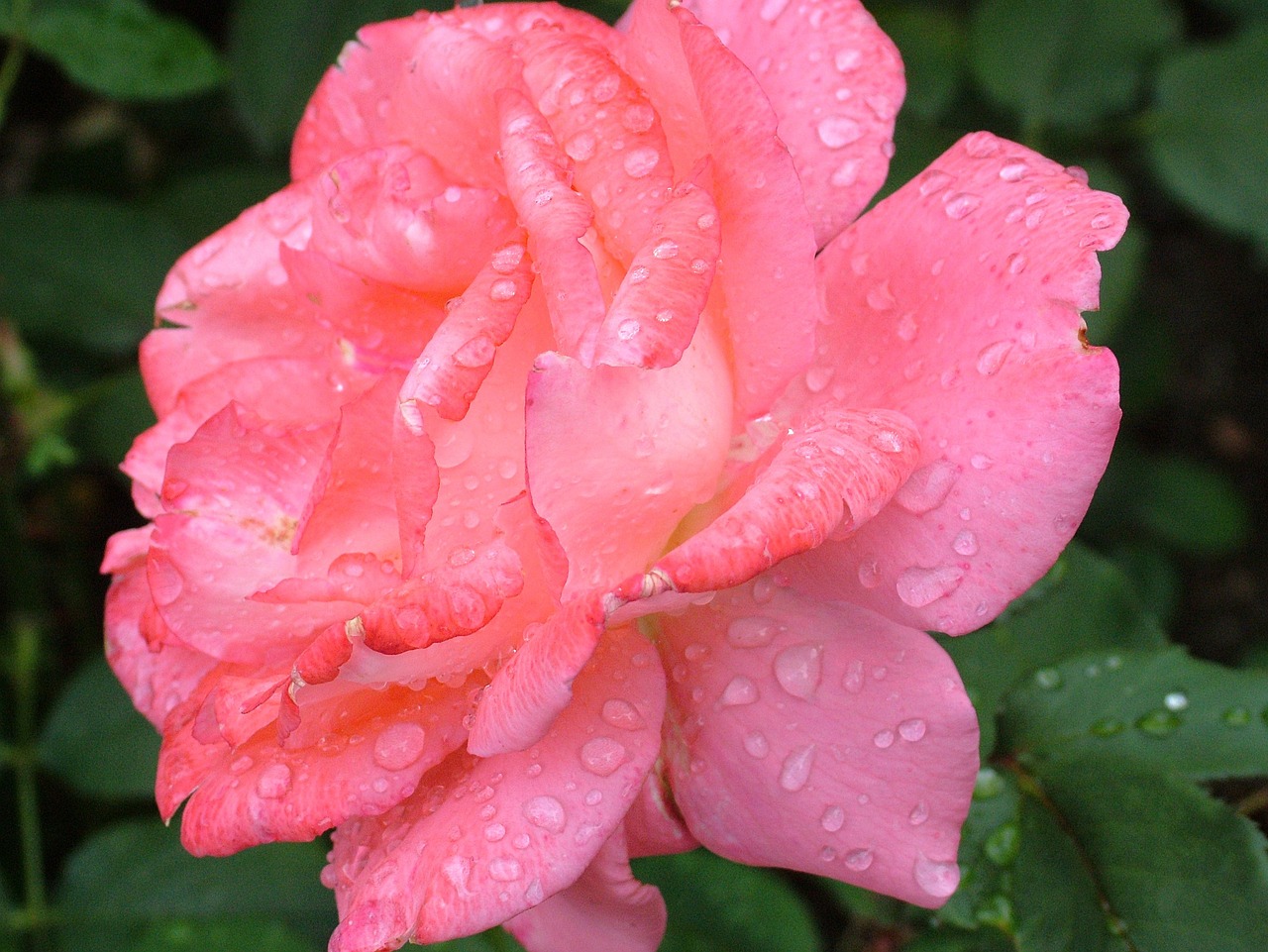 a pink rose with water droplets on it, by Lorraine Fox, flickr, flowers rain everywhere, 1 6 x 1 6, pink and orange, on a cloudy day