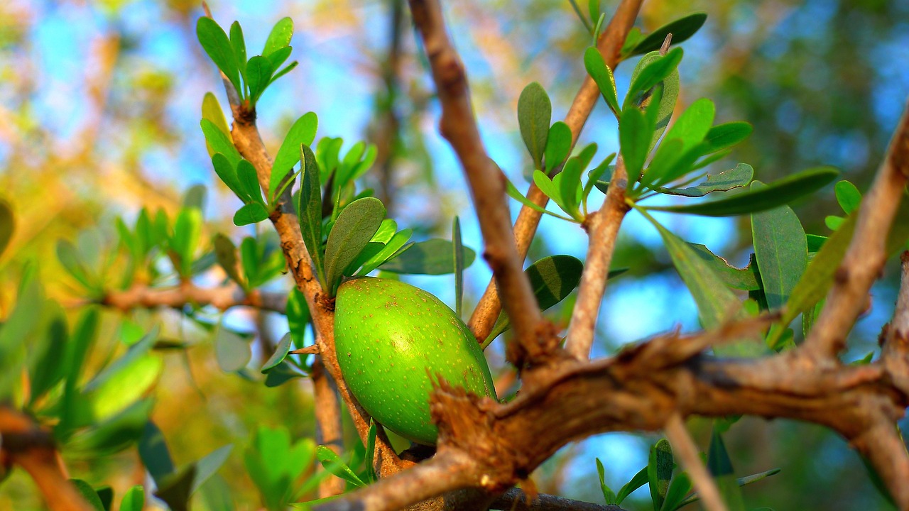 a green bird sitting on top of a tree branch, by Robert Brackman, flickr, arabesque, mangosteen, with lemon skin texture, 🐿🍸🍋, oman