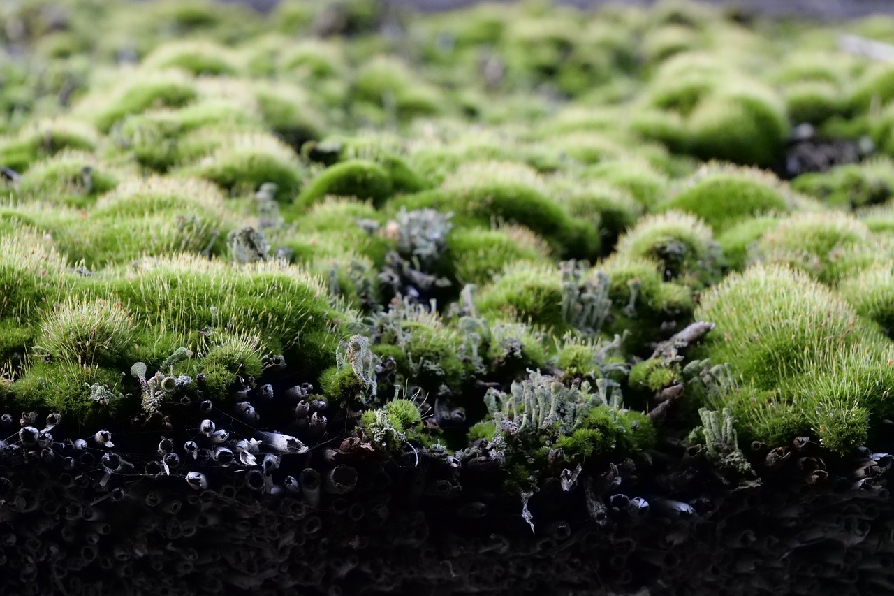 a close up of a bunch of green moss, inspired by Jules Tavernier, unsplash, hurufiyya, video still, drooling ferrofluid, vegetated roofs, old moist carpet