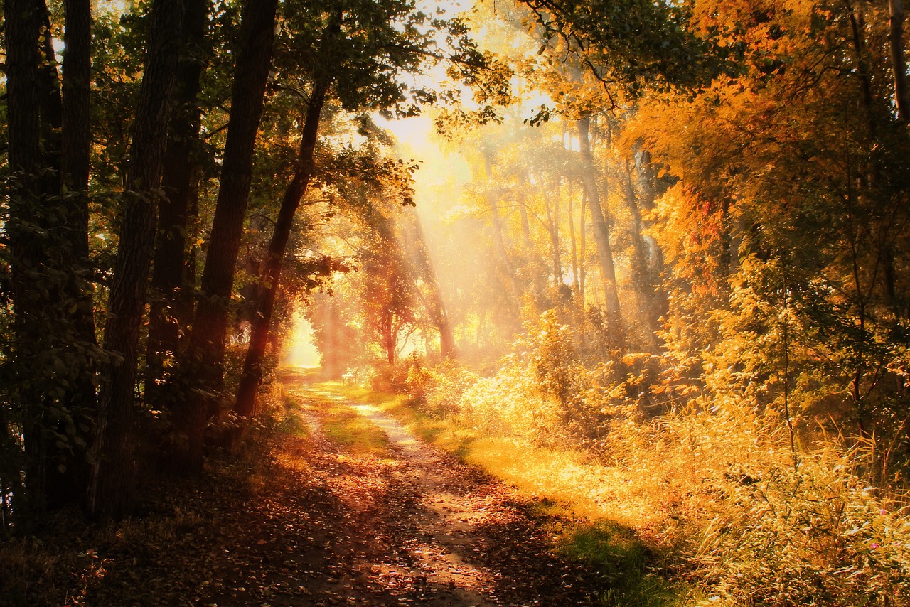 the sun is shining through the trees in the woods, a picture, shutterstock, fine art, autumn lights, 8k)), pathway, holy rays