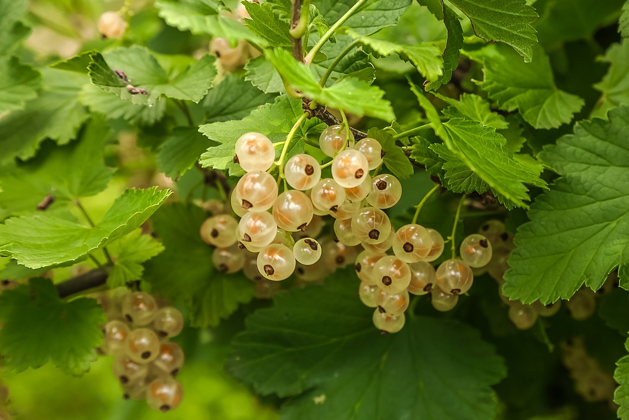 a close up of a bunch of berries on a tree, a stock photo, ermine, summer rain, highly detailed composition, wearing gilded ribes