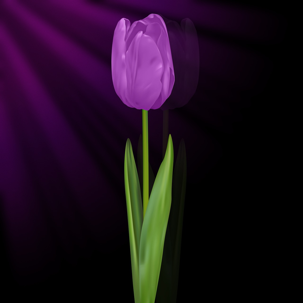 a single purple tulip on a black background, a digital painting, ray traced sun light, on simple background, purple laser lighting, it is emitting a bright