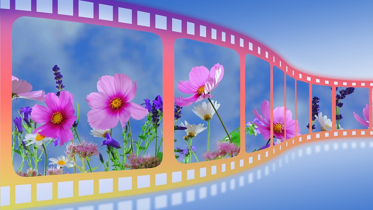 a close up of a film strip with flowers, inspired by Johan Jongkind, pixabay contest winner, video art, colorful wildflowers, vertical movie frame, holographic display lenses, on a bright day