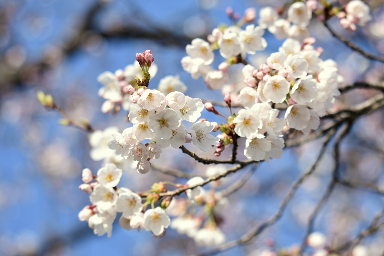 a close up of a bunch of flowers on a tree, a picture, shutterstock, sōsaku hanga, colors white!!, sakura season, high details photo, super detailed picture