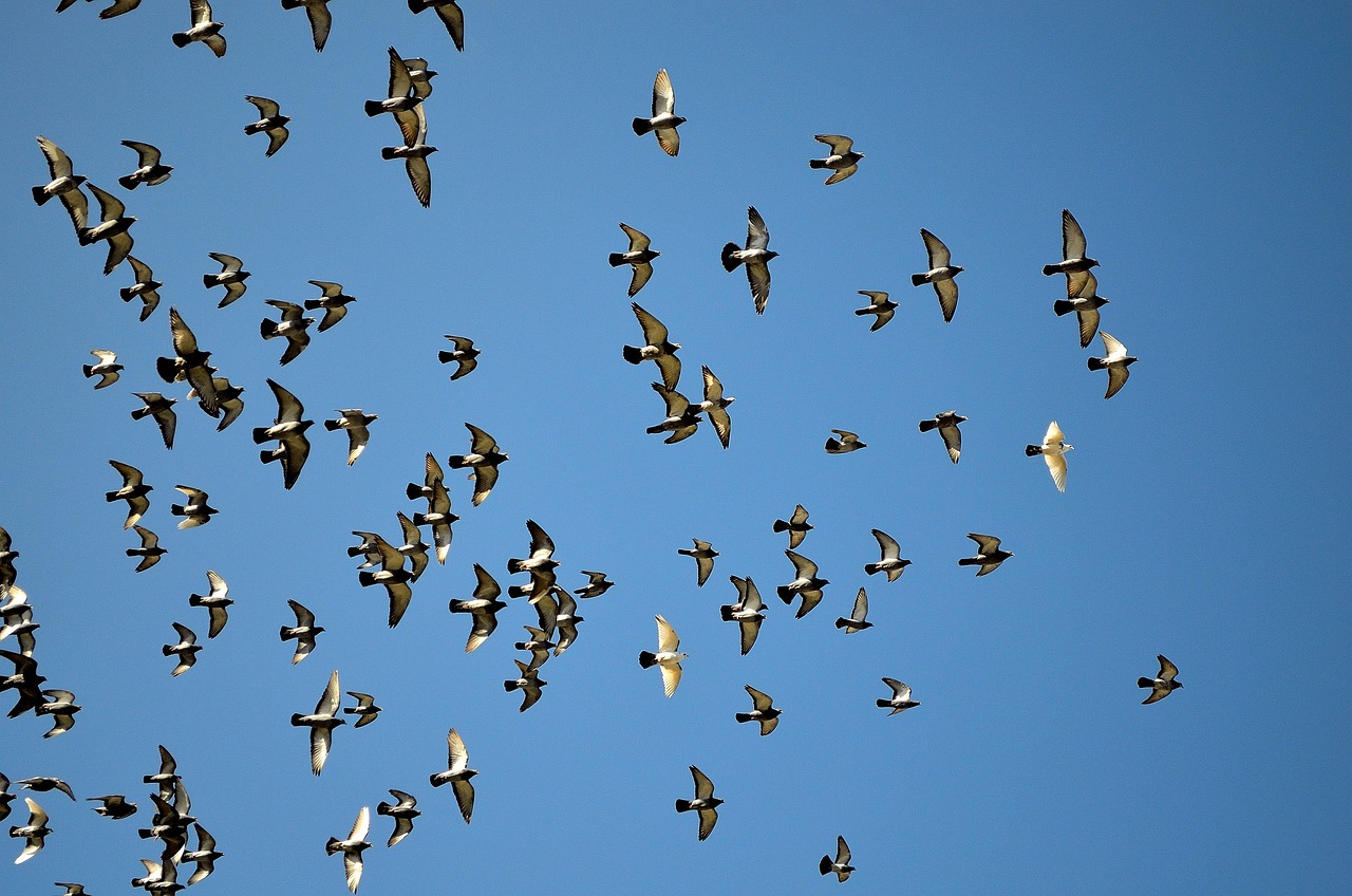 a flock of birds flying through a blue sky, a picture, by Paul Bird, shutterstock, pigeon, spores floating in the air, back - lit, set photo