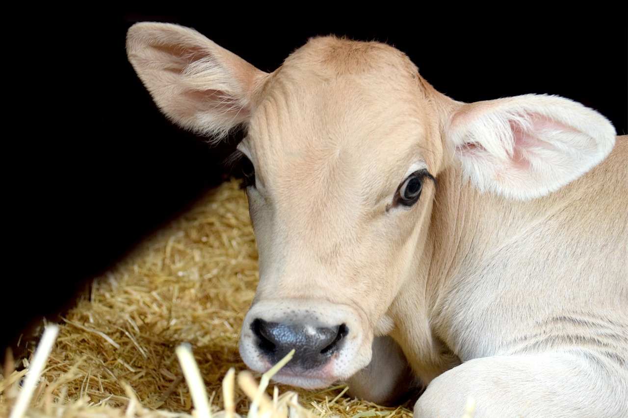 a baby cow laying on top of a pile of hay, a picture, renaissance, afp, hindu, close up head shot, file photo