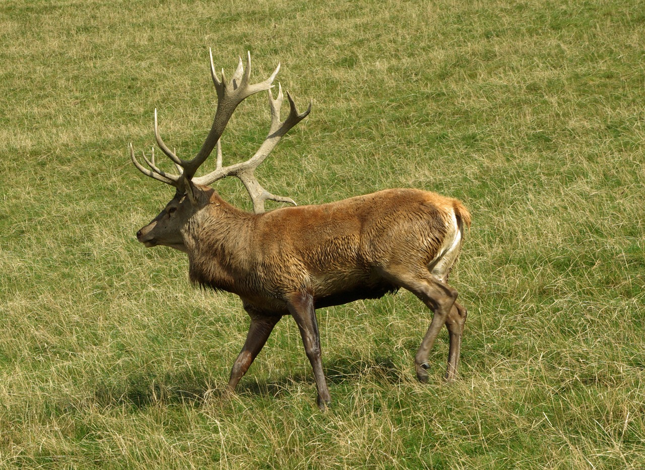 a deer that is standing in the grass, a photo, the pictish god of stags, very known photo, at full stride, half length shot