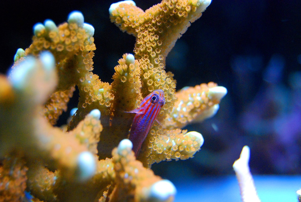 a small fish sitting on top of a coral, a macro photograph, flickr, renaissance, tentacle, marketing photo, palm, nighttime!