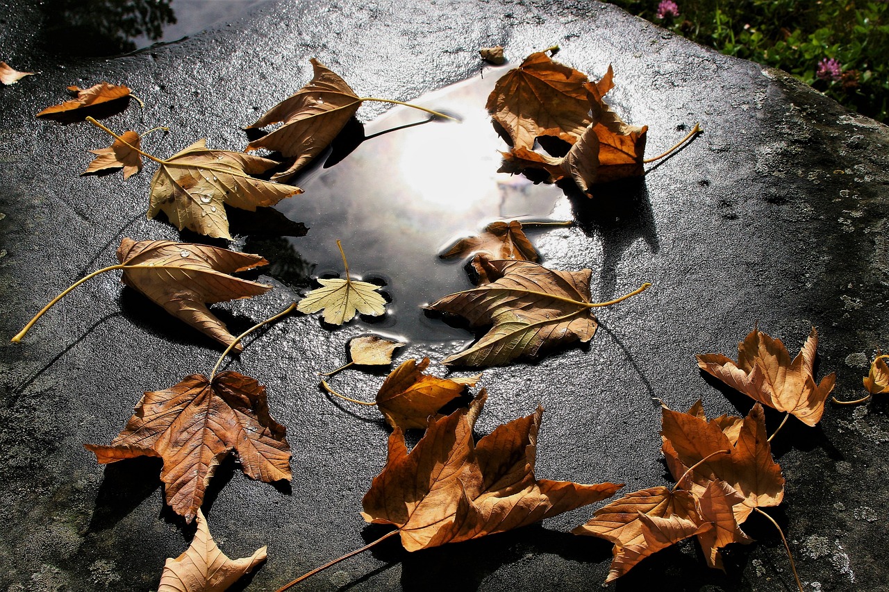 a puddle of water surrounded by fallen leaves, by Dave Allsop, flickr, land art, contre jour, photorealism. trending on flickr, still life, sun overhead