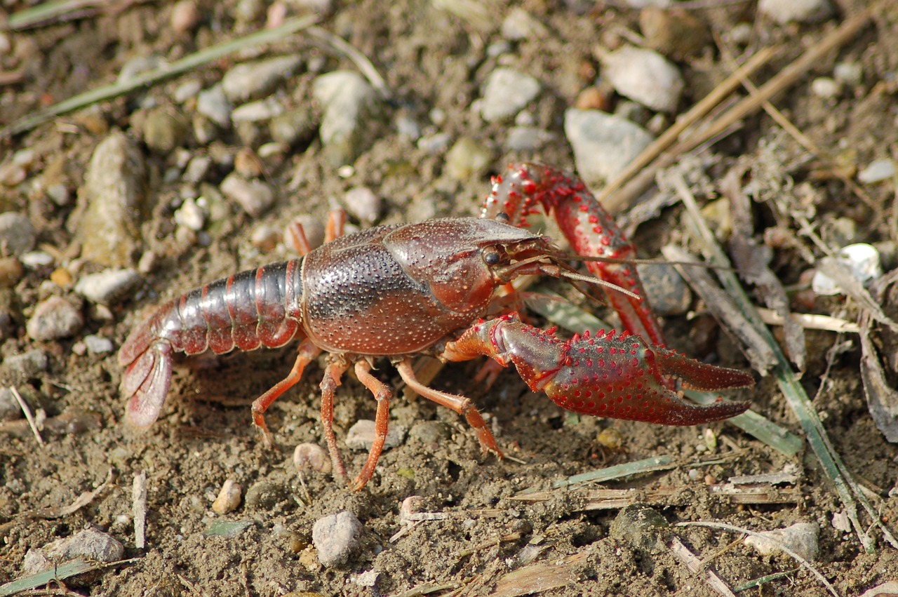 a close up of a lobster on the ground, pixabay, scorpions, hungarian, two arms that have sharp claws, illinois