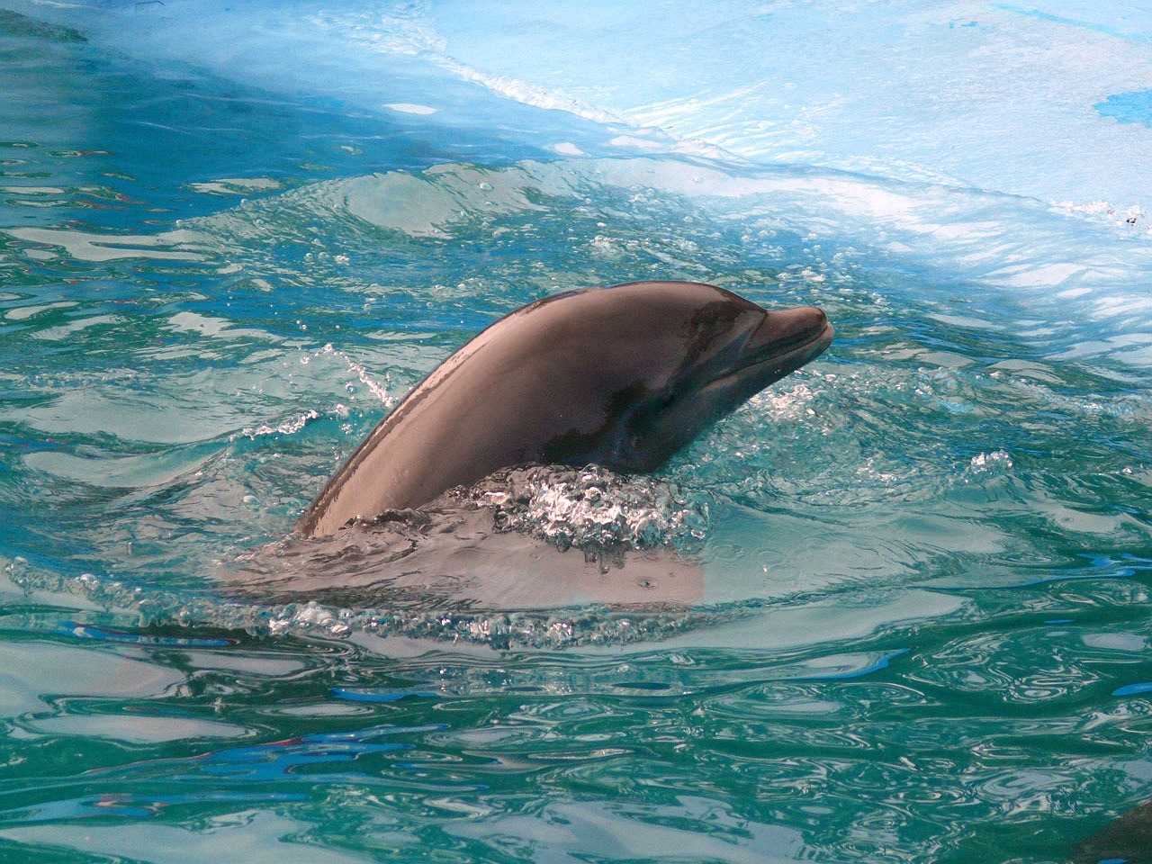 there is a dolphin that is swimming in the water, a picture, flickr, stock photo