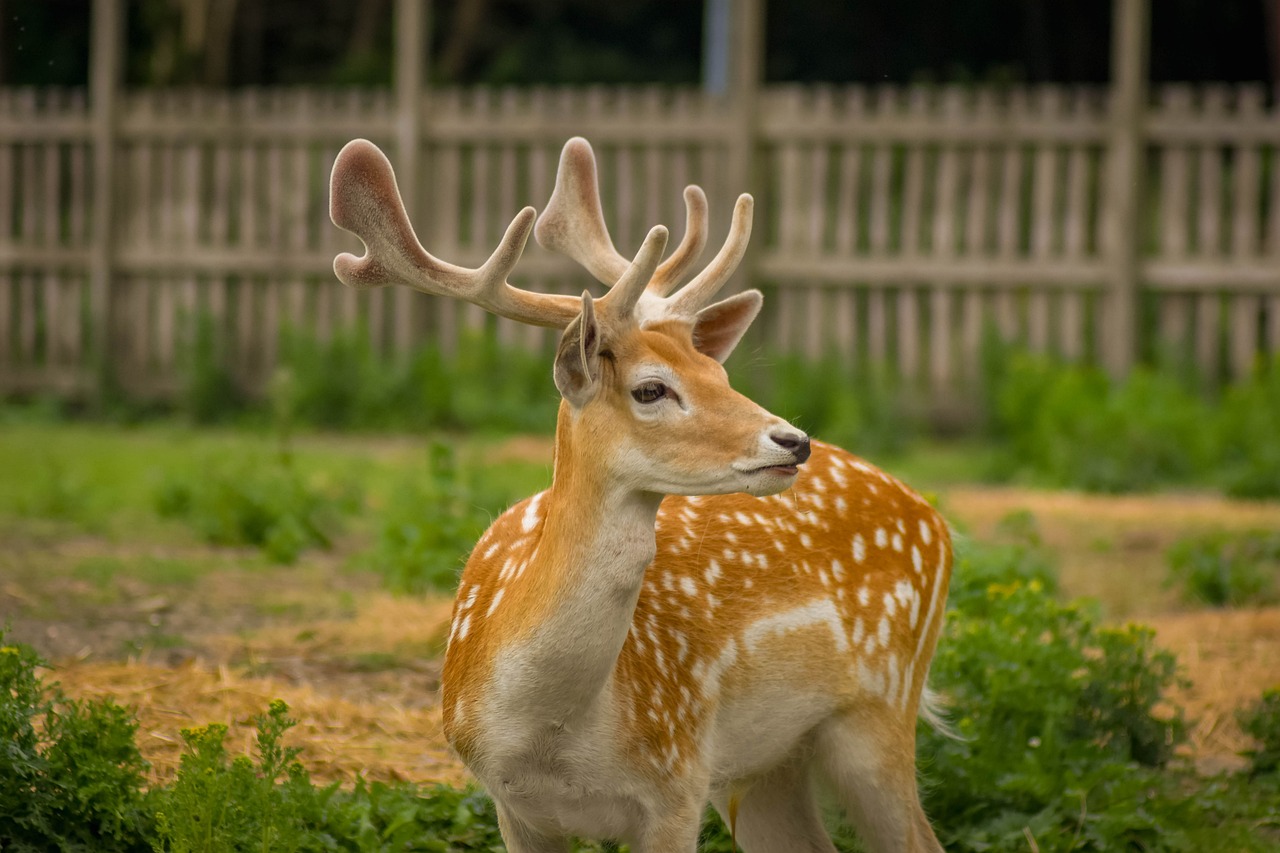 a deer that is standing in the grass, a portrait, shutterstock, fine art, taken in zoo, calmly conversing 8k, very sharp photo, spotted