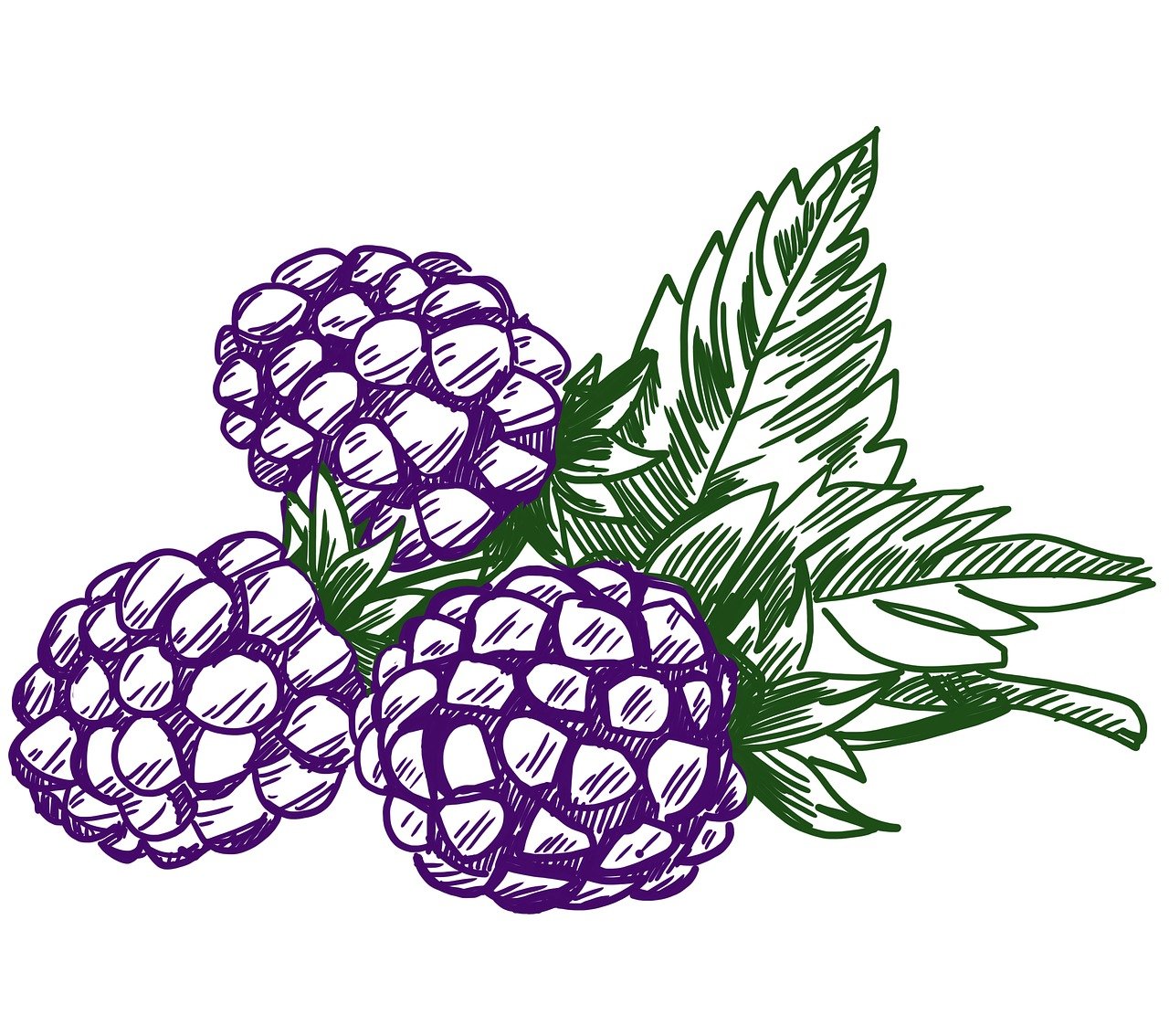 two raspberries with leaves on a white background, an illustration of, by Ayako Rokkaku, process art, purple color, colored woodcut, burberry, evangelionic illustration