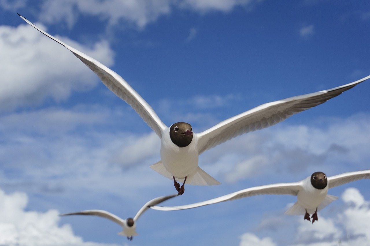 a couple of birds that are flying in the sky, by Jesper Knudsen, shutterstock, seagull, worm\'s eye view, three birds flying around it, document photo