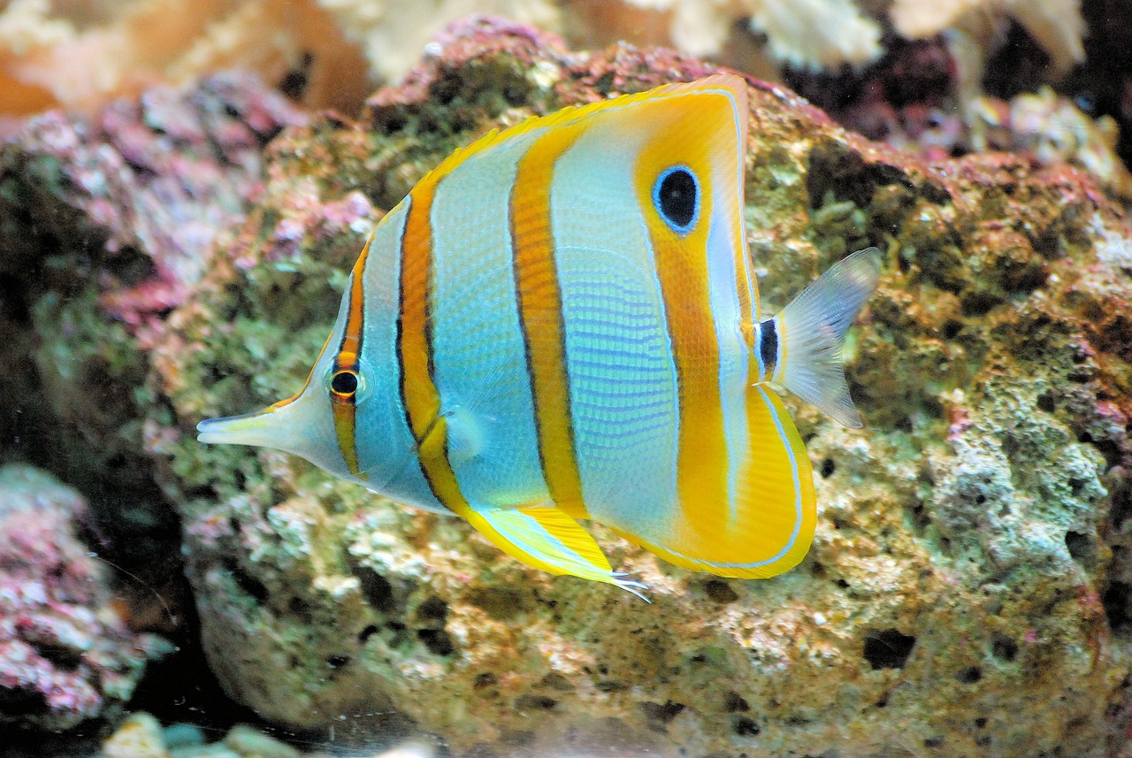 a close up of a fish on a rock, a photo, striped orange and teal, sea butterflies, innocent look. rich vivid colors, with a bright yellow aureola
