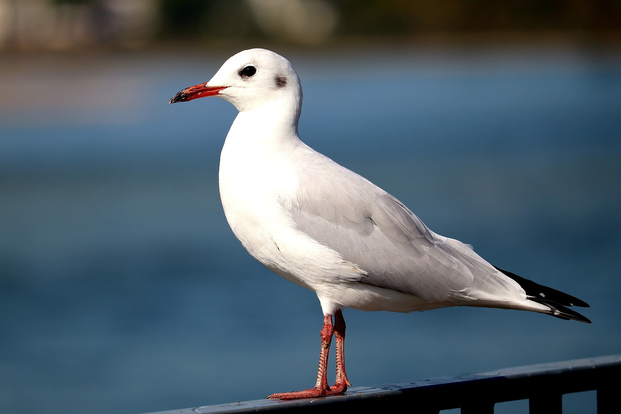 a seagull standing on a railing next to a body of water, a portrait, arabesque, white shiny skin, high res photo