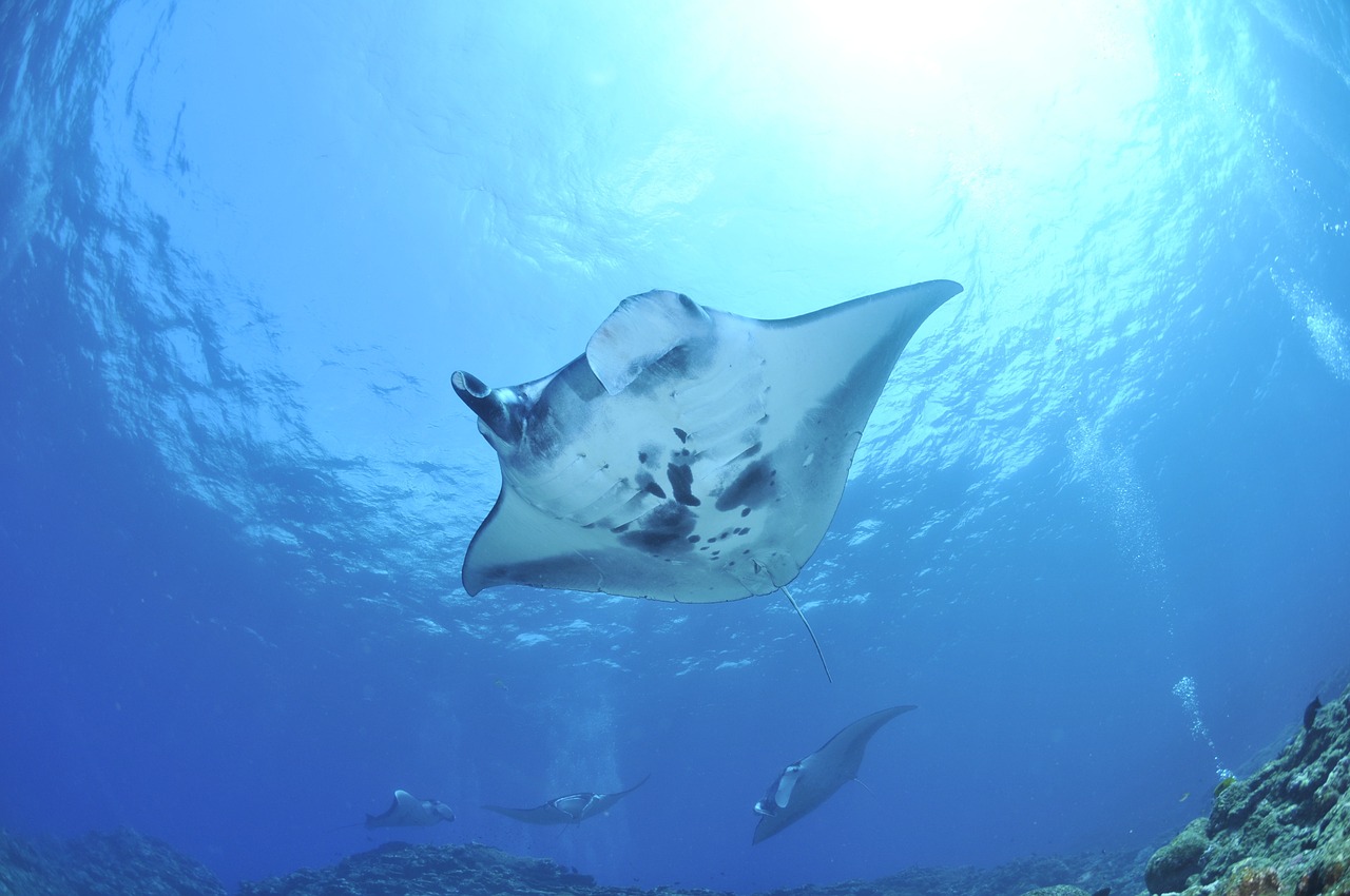 a manta ray swimming in the ocean, by Juergen von Huendeberg, shutterstock, hurufiyya, tomoyuki yamasaki, women, dolman, trio