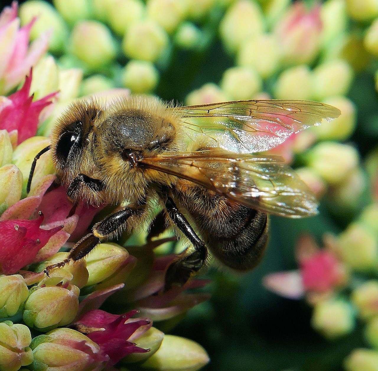 a close up of a bee on a flower, a photo, by Robert Brackman, hurufiyya, beta weak male, warts, 1 female, wearing honey