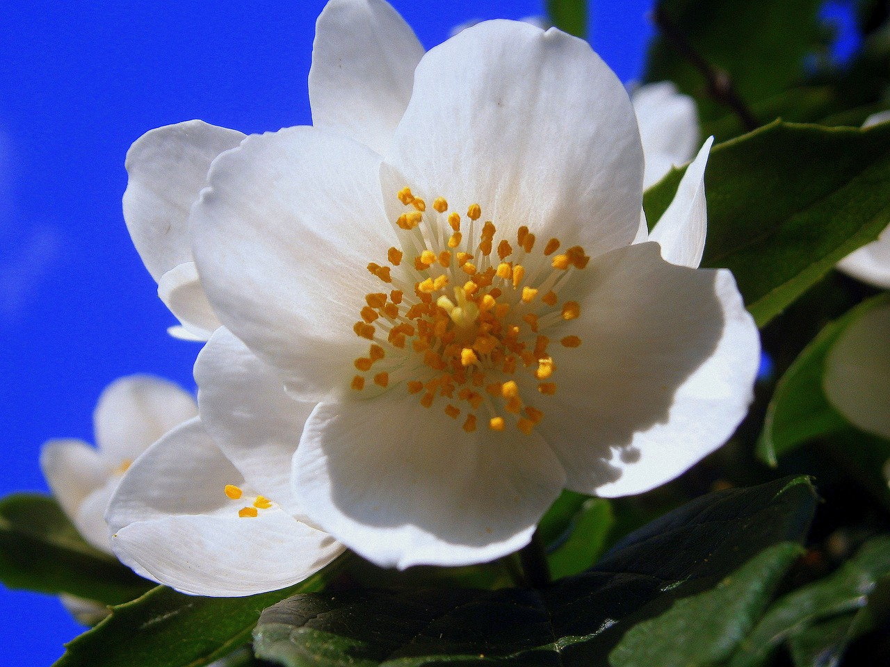 a white flower with yellow stamens against a blue sky, by Emanuel de Witte, flickr, hurufiyya, jasmine, glazed, highly polished, blushing