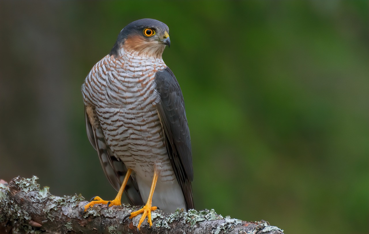 a bird sitting on top of a tree branch, a picture, by Juergen von Huendeberg, shutterstock, falcon, hard predatory look, flat triangle - shaped head, arms folded