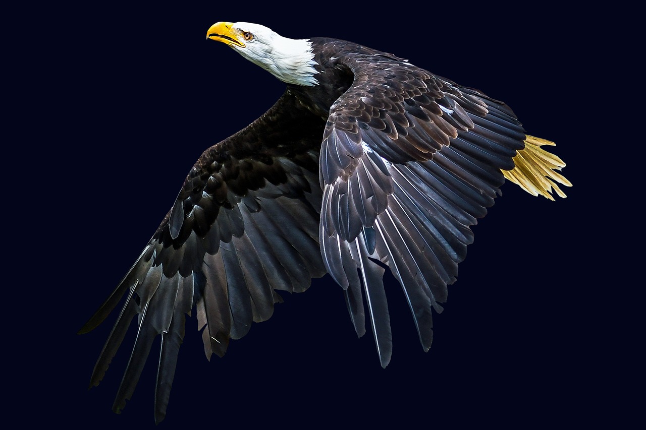 an eagle flying through the air with its wings spread, a portrait, by Jan Rustem, pixabay, photorealism. trending on flickr, 🦩🪐🐞👩🏻🦳, on black background, right side composition