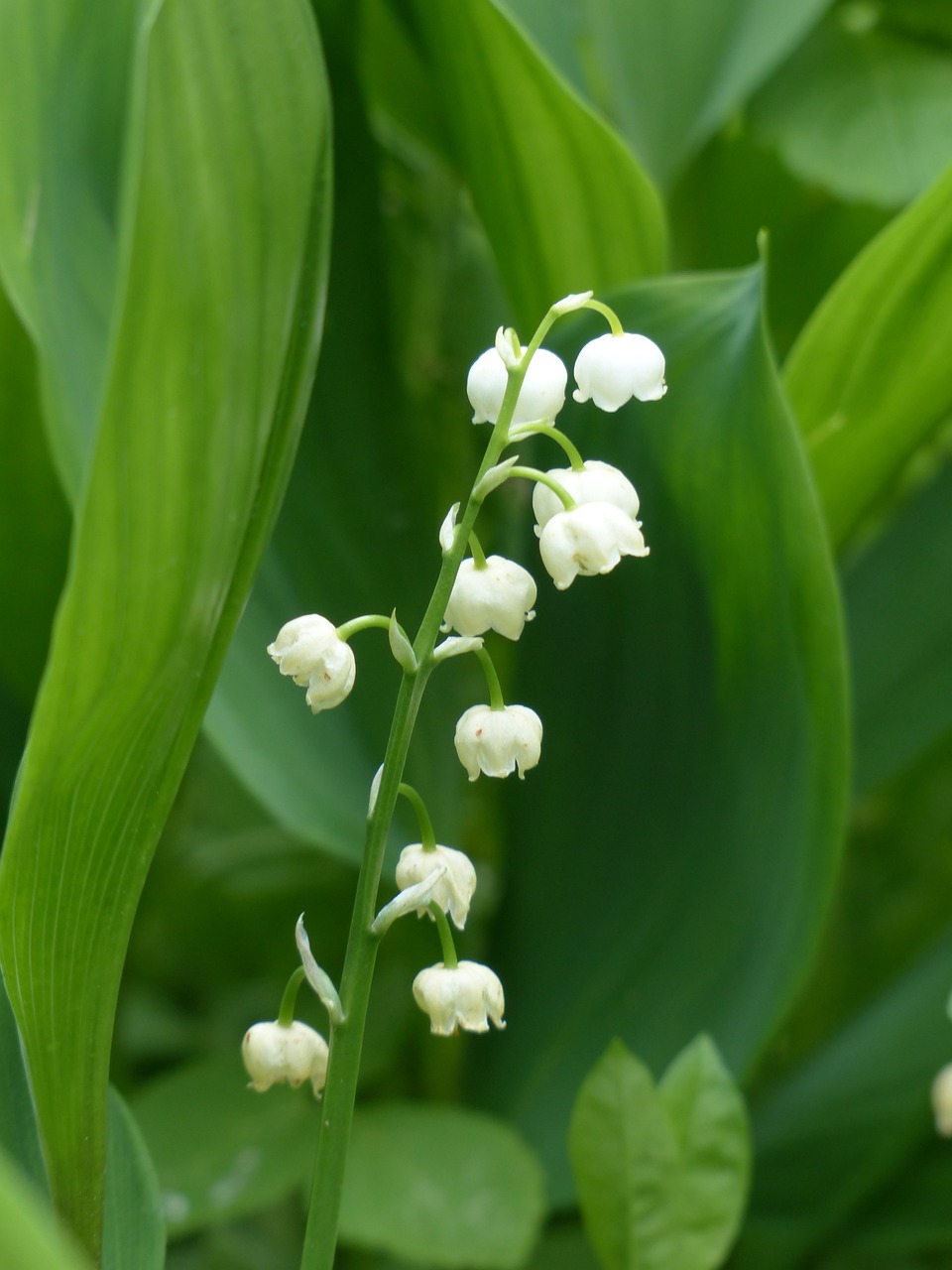 a close up of a plant with white flowers, a picture, by Karl Völker, shutterstock, corn, an elegant green, bells, very very very beautiful