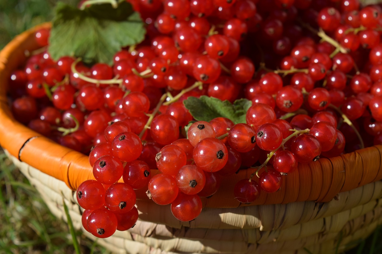 a close up of a basket of red currans, shutterstock, wearing gilded ribes, avatar image, “berries, sun is shining