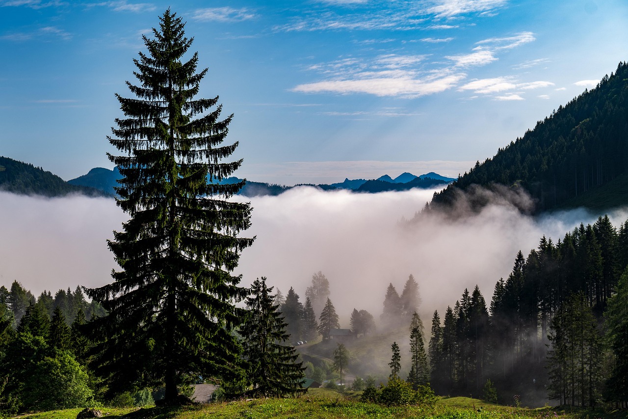 a group of trees sitting on top of a lush green hillside, by Franz Hegi, shutterstock, mountains in fog background, beautiful pine tree landscape, above low layered clouds, switzerland