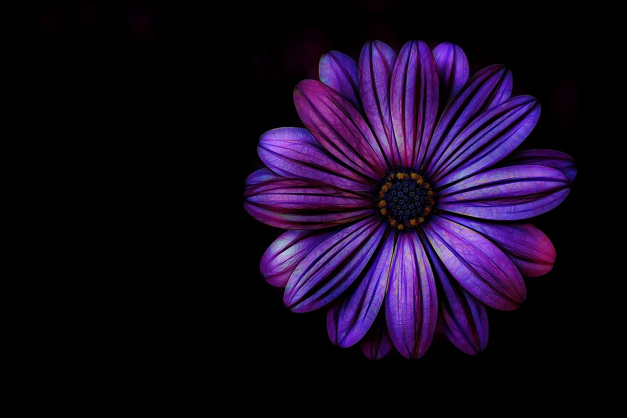 a close up of a purple flower on a black background, art photography, 4k uhd wallpaper, purple and blue and green colors, daisy, hdr photo